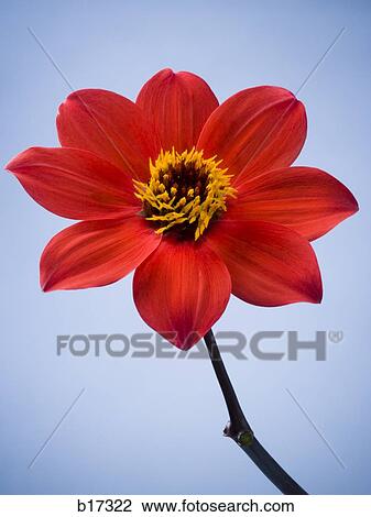 Stock Image - Detailed view of flower in bloom. Fotosearch
