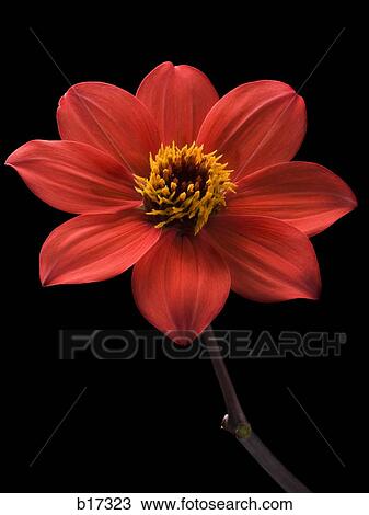 Detailed view of flower in bloom View Large Photo Image Stock Image - Detailed view of flower in bloom. Fotosearch