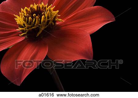 Detailed view of flower in bloom View Large Photo Image Stock Photograph - Detailed view of flower in bloom. Fotosearch