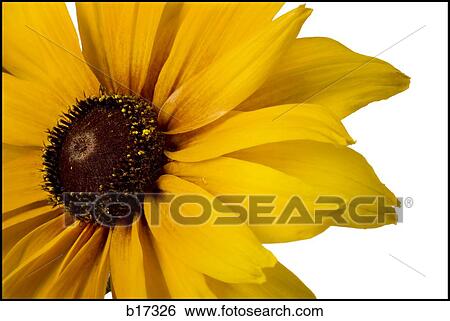 Stock Photograph - Detailed view of flower in bloom. Fotosearch