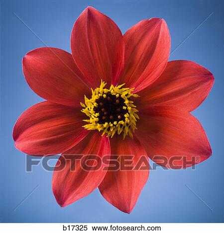 Detailed view of flower in bloom View Large Photo Image Stock Photography - Detailed view of flower in bloom. Fotosearch