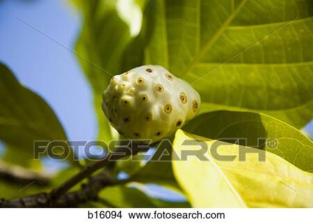 Detailed view of fruit on tree View Large Photo Image Picture - Detailed view of fruit on tree. Fotosearch