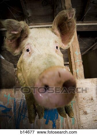 Detailed view of pig in wooden pen View Large Photo Image Stock Photo - Detailed view of pig in wooden pen. Fotosearch