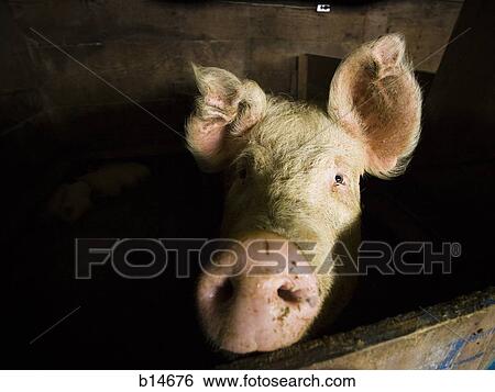 Detailed view of pig in wooden pen View Large Photo Image Stock Photograph - Detailed view of pig in wooden pen. Fotosearch