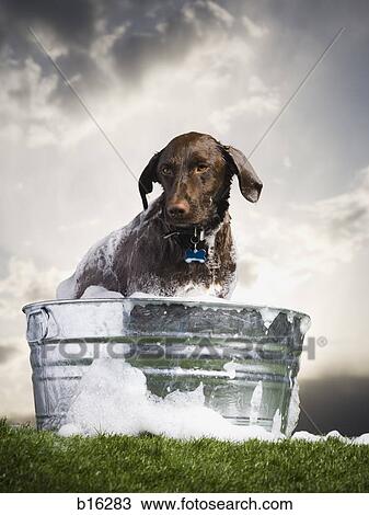 Dog in wash basin with suds outdoors on cloudy day View Large Photo Image Stock Image - Dog in wash basin with suds outdoors on cloudy day. Fotosearch