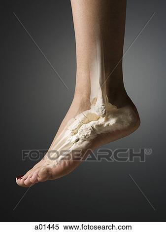 Female foot and ankle with bones View Large Photo Image Stock Photography - Female foot and ankle with bones. Fotosearch