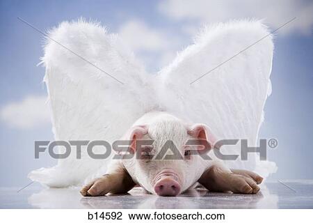 flying pig View Large Photo Image Stock Image - flying pig. Fotosearch