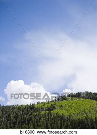 Forest with blue sky View Large Photo Image Stock Image - Forest with blue sky. Fotosearch