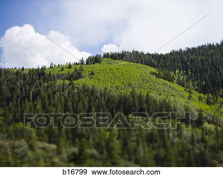 Forest with blue sky View Large Photo Image Stock Photo - Forest with blue sky. Fotosearch