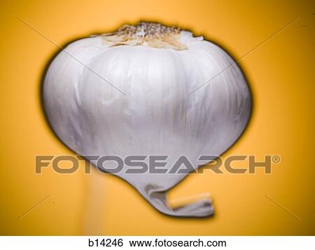 Garlic clove View Large Photo Image Stock Photograph - Garlic clove. Fotosearch