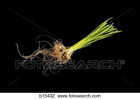 Grass seedling and roots View Large Photo Image Stock Image - Grass seedling and roots. Fotosearch