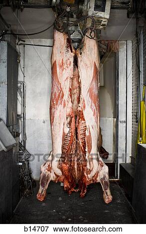 Hanging carcass of large animal View Large Photo Image Stock Photo - Hanging carcass of large animal. Fotosearch