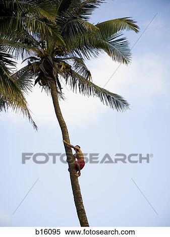 Man climbing palm tree View Large Photo Image Stock Photography - Man climbing palm tree. Fotosearch