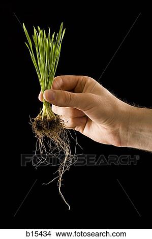 Picture - Man holding grass seedling with roots. Fotosearch