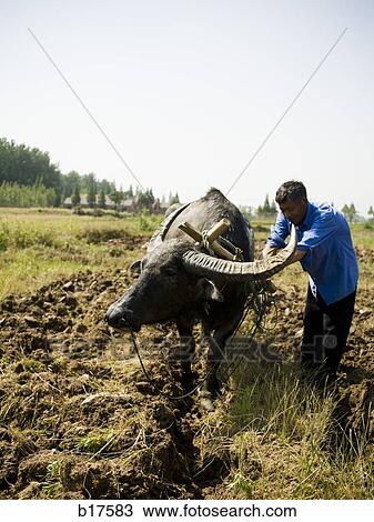 Man in field with ox View Large Photo Image Stock Image - Man in field with ox. Fotosearch