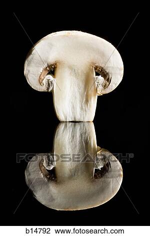 Mushroom slice with reflection View Large Photo Image Stock Image - Mushroom slice with reflection. Fotosearch