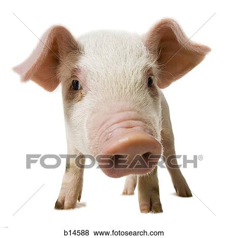 Pig face and snout close up View Large Photo Image Stock Photo - Pig face and snout close up. Fotosearch