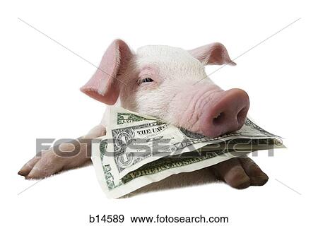 Pig with United States Currency in mouth View Large Photo Image Stock Photo - Pig with United States Currency in mouth. Fotosearch