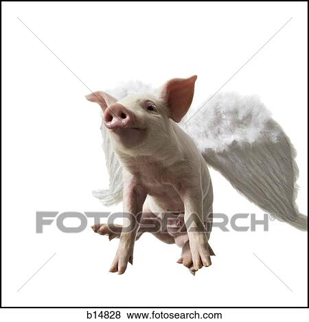 Pig with wings flying View Large Photo Image Stock Photo - Pig with wings flying. Fotosearch