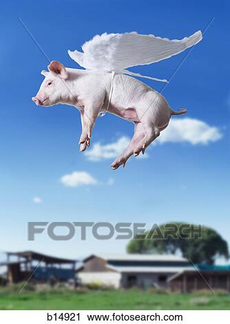 Pig with wings flying with blue sky and grass View Large Photo Image Stock Image - Pig with wings flying with blue sky and grass. Fotosearch