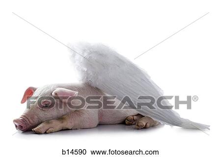 Pig with wings lying down View Large Photo Image Stock Image - Pig with wings lying down. Fotosearch