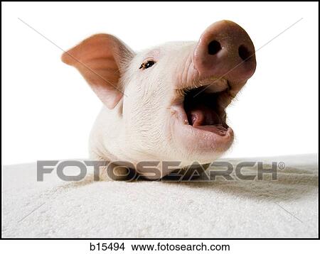 Piglet with mouth open View Large Photo Image Picture - Piglet with mouth open. Fotosearch