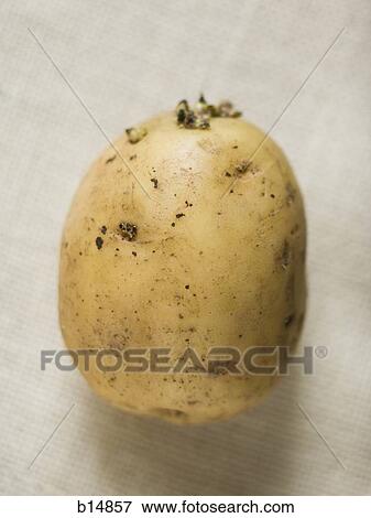 Stock Photo - Potato. Fotosearch