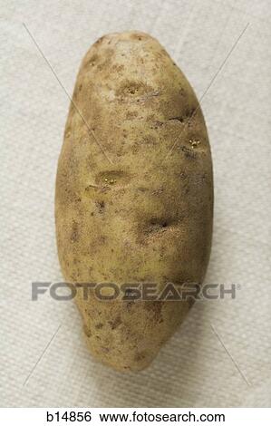 Potato View Large Photo Image Stock Photograph - Potato. Fotosearch