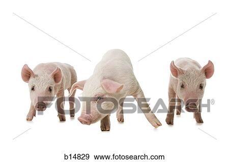 Stock Photo - Three little pigs. Fotosearch