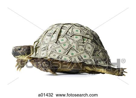 Turtle with US dollar bills on shell View Large Photo Image Stock Image - Turtle with US dollar bills on shell. Fotosearch