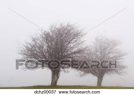 Two bare trees in fog View Large Photo Image Stock Photo - Two bare trees in fog. Fotosearch