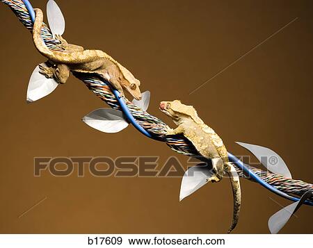 Stock Photo - Two lizards on cable with leaves. Fotosearch