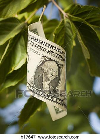 United States one dollar bill on tree with leaves View Large Photo Image Stock Photo - United States one dollar bill on tree with leaves. Fotosearch