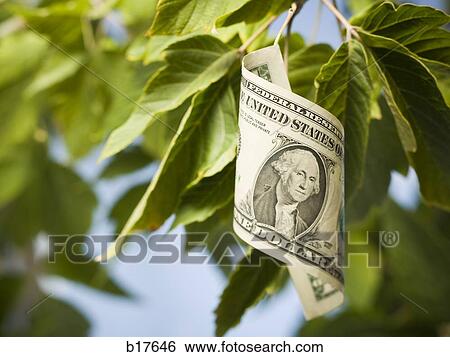 United States one dollar bill on tree with leaves View Large Photo Image Stock Photograph - United States one dollar bill on tree with leaves. Fotosearch