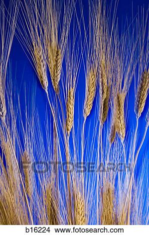 Picture - Wheat. Fotosearch