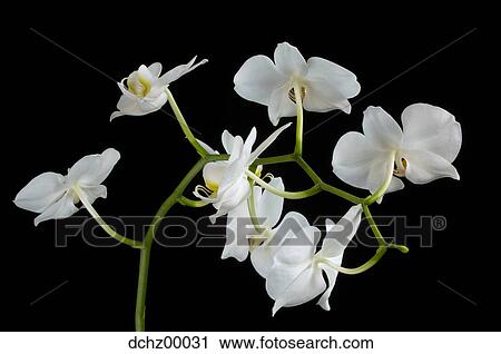 White orchids in bloom View Large Photo Image Stock Image - White orchids in bloom. Fotosearch