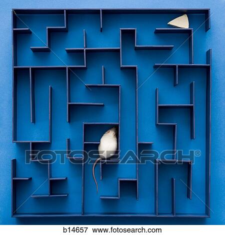 White rat or mouse stuck in maze with cheese View Large Photo Image Stock Photo - White rat or mouse stuck in maze with cheese. Fotosearch