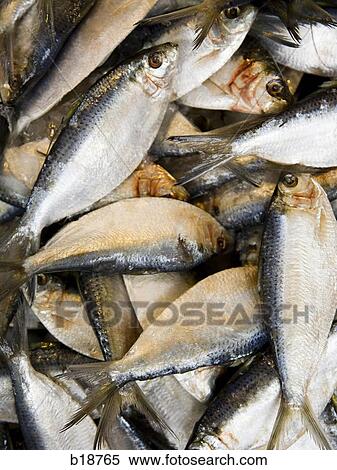 Stock Photography - bucket of fish.. Fotosearch