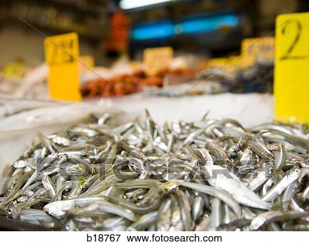 bucket of sardines. View Large Photo Image Stock Photo - bucket of sardines.. Fotosearch