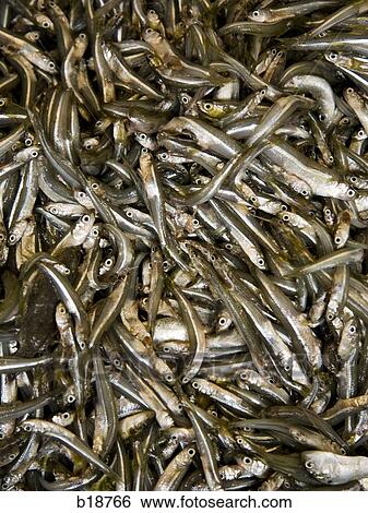 bucket of sardines. View Large Photo Image Stock Photograph - bucket of sardines.. Fotosearch