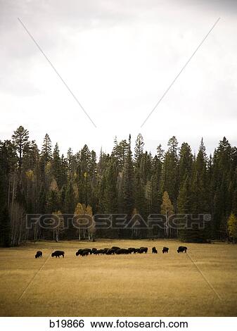 buffalo in a field View Large Photo Image Stock Photograph - buffalo in a field. Fotosearch
