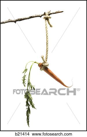 Carrot View Large Photo Image Picture - Carrot. Fotosearch