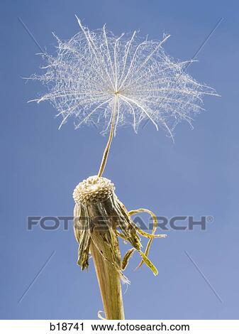 Dandelion. View Large Photo Image Stock Image - Dandelion.. Fotosearch