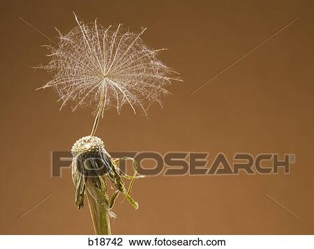 Dandelion. View Large Photo Image Stock Image - Dandelion.. Fotosearch