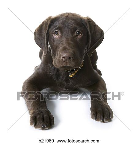 doggy View Large Photo Image Stock Photo - doggy. Fotosearch