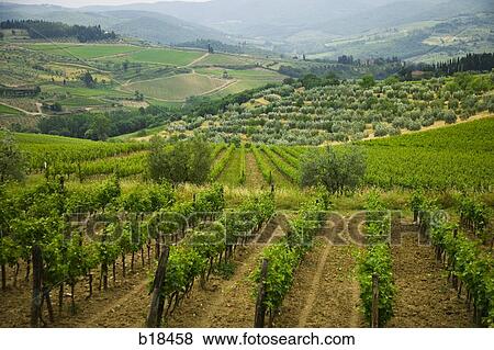 Grape fields in Italy. View Large Photo Image Stock Photo - Grape fields in Italy.. Fotosearch