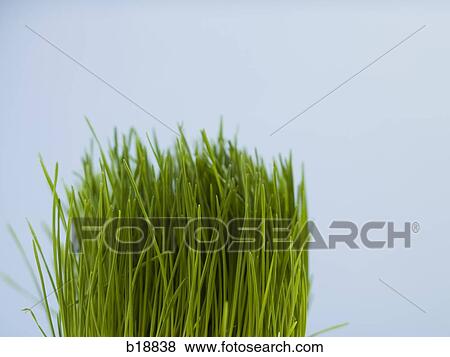Stock Photo - green grass.. Fotosearch