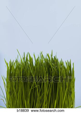 Stock Photo - green grass.. Fotosearch