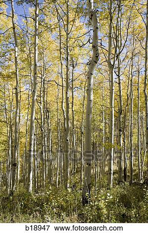 grove of trees. View Large Photo Image Stock Photo - grove of trees.. Fotosearch