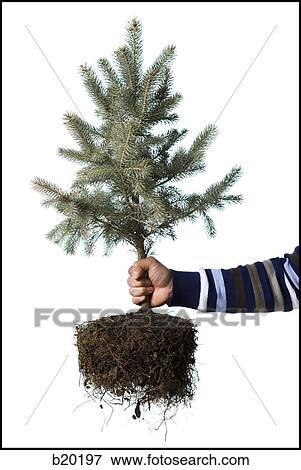 Stock Photo - hand holding pine sapling. Fotosearch